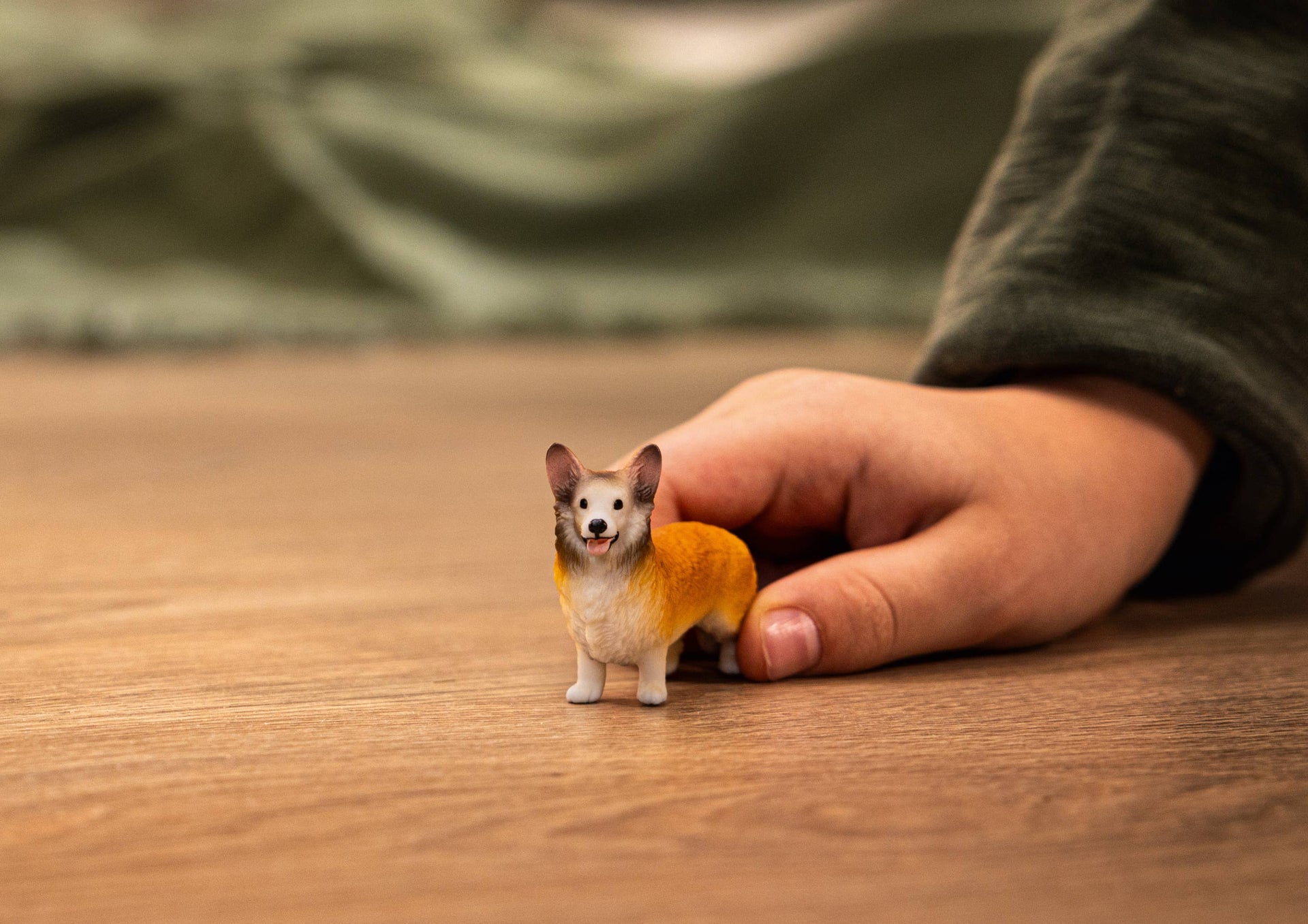 Welsh Corgie