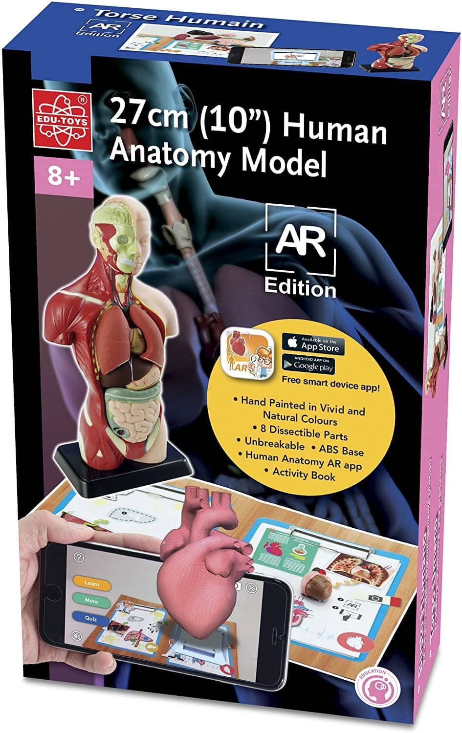 Human Anatomy Model 10"-Kidding Around NYC