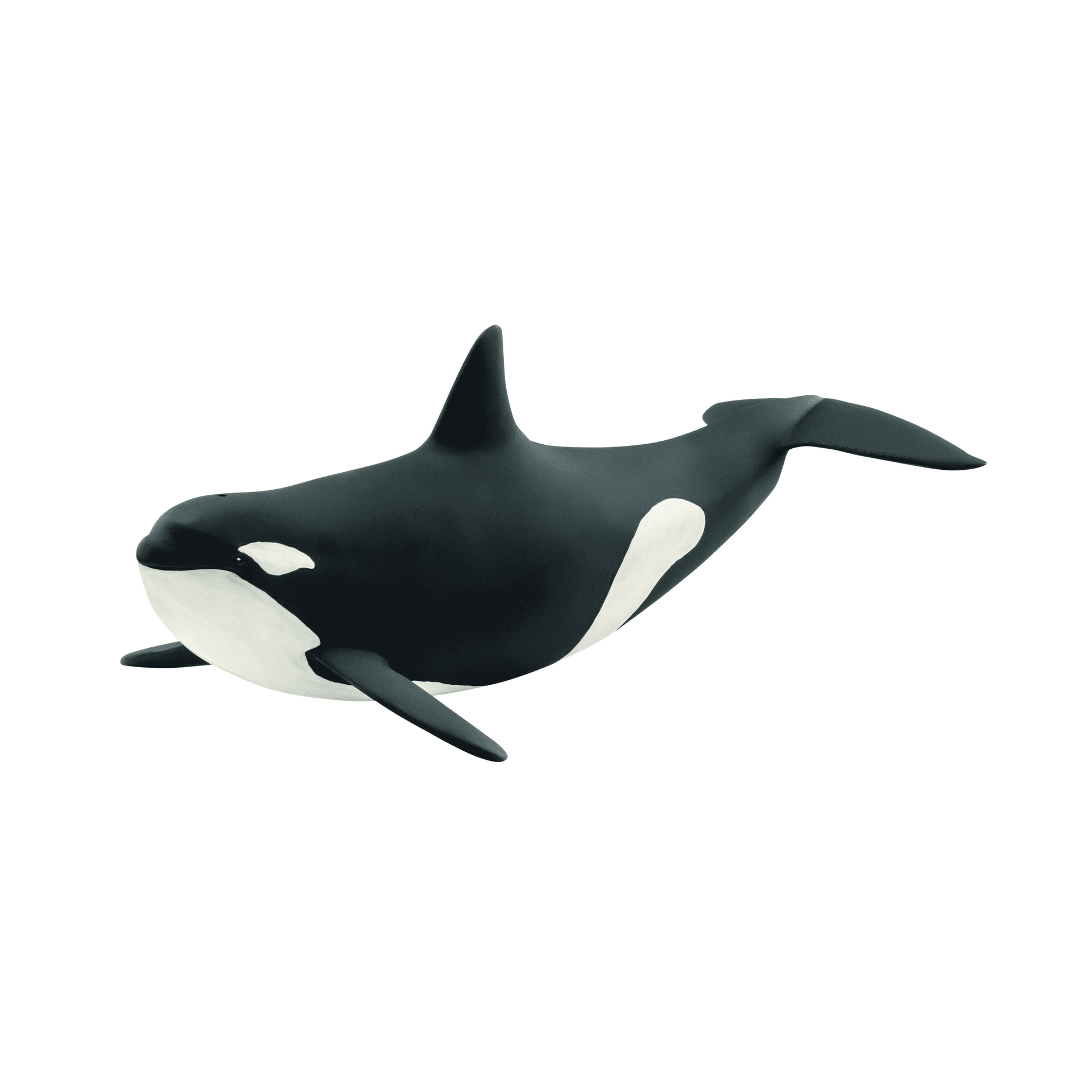 Killer Whale-Kidding Around NYC
