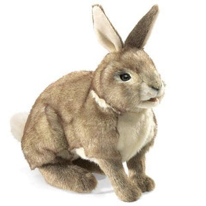 Cottontail Rabbit-Kidding Around NYC