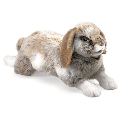Holland Rabbit-Kidding Around NYC