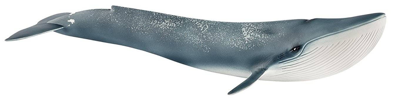 Blue Whale-Kidding Around NYC